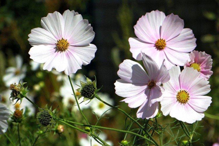 Космея – фото