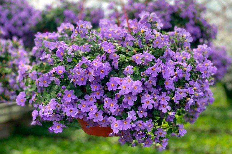 Бакопа – фото