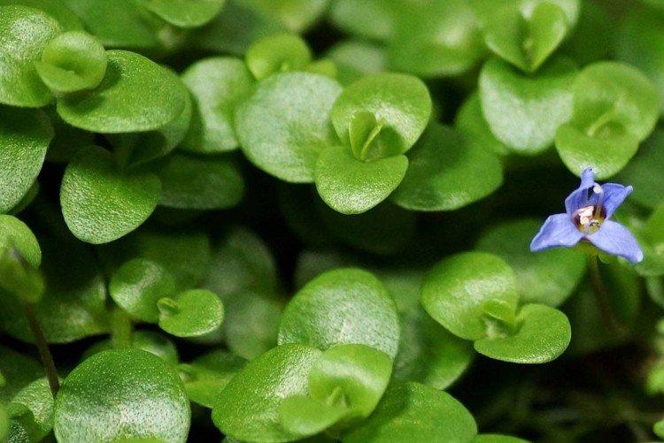 Бакопа – фото