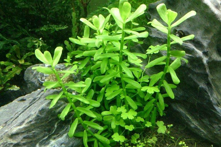 Бакопа – фото