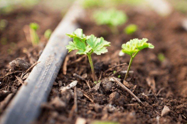 Посадка и размножение