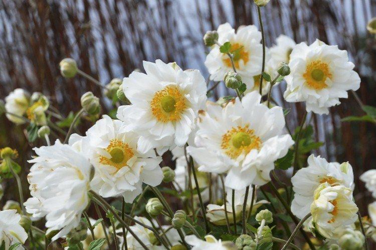 Ветреница – фото