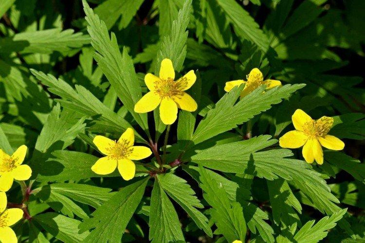 Ветреница – фото