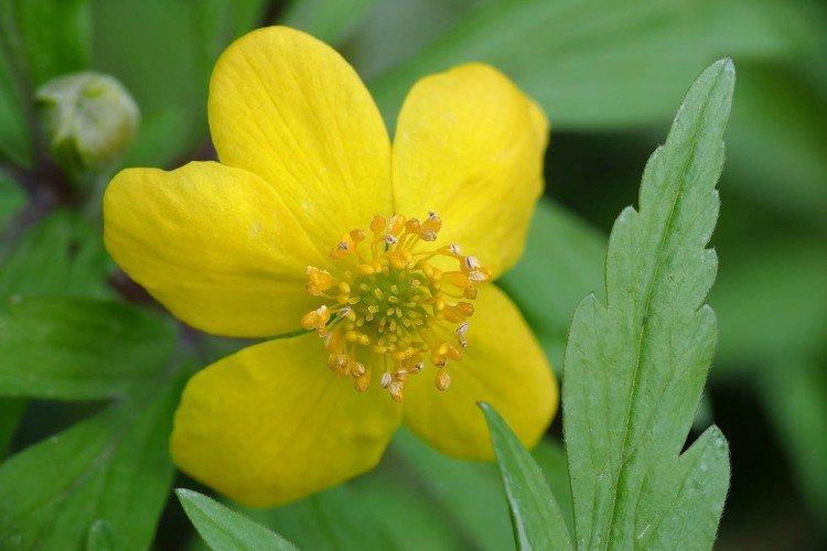 Ветреница – фото