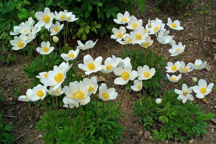 Ветреница – фото