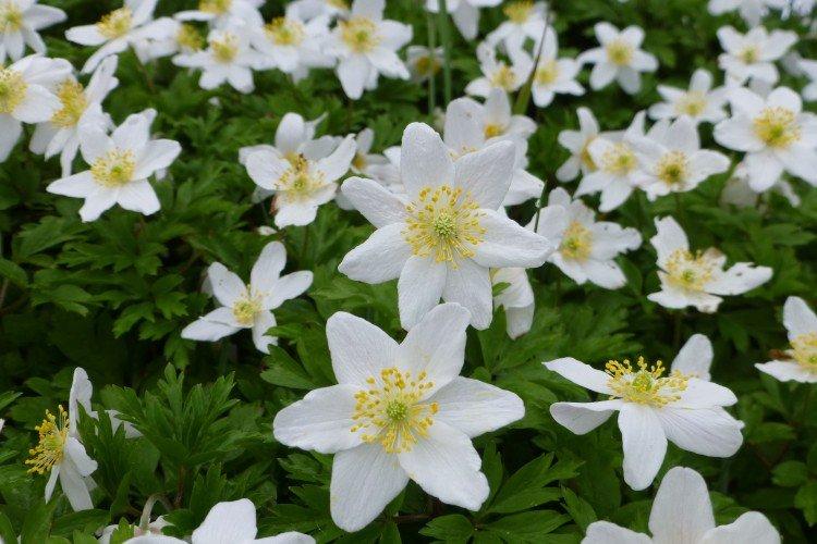 Ветреница – фото