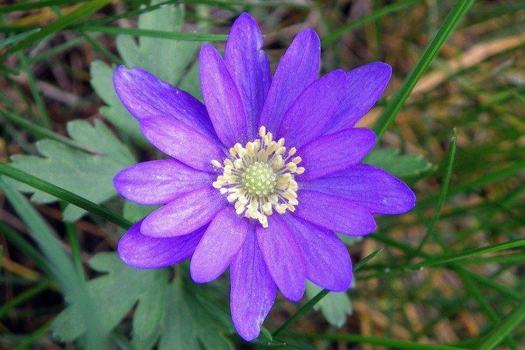 Ветреница – фото