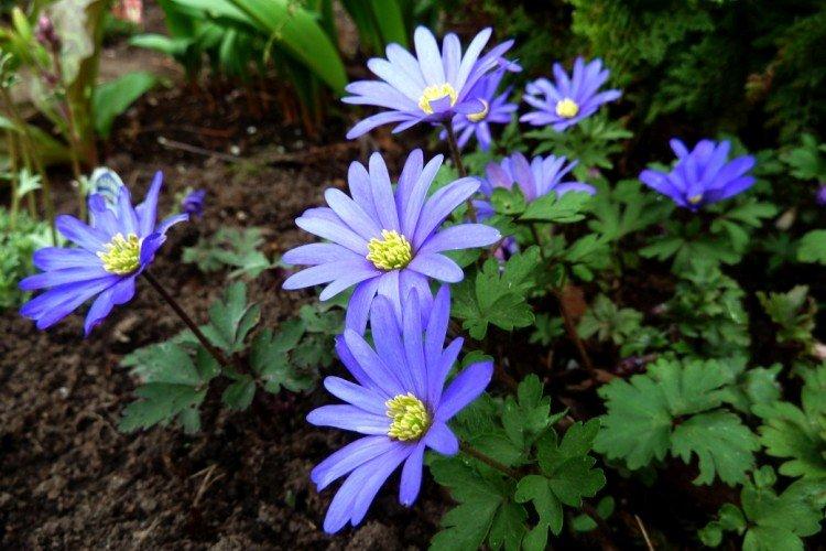 Нежная ветреница