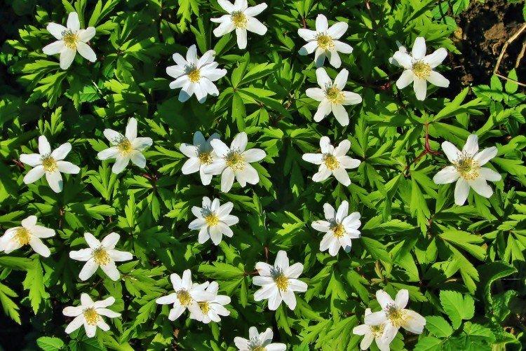 Ветреница – фото