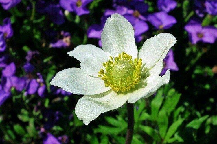 Ветреница – фото