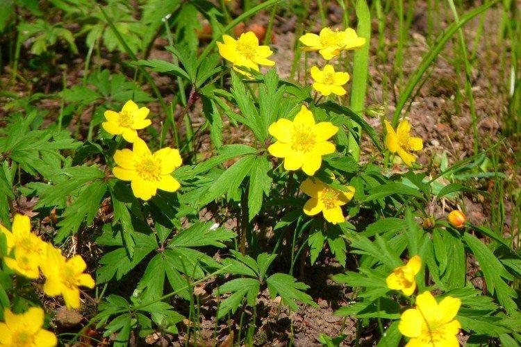 Ветреница – фото