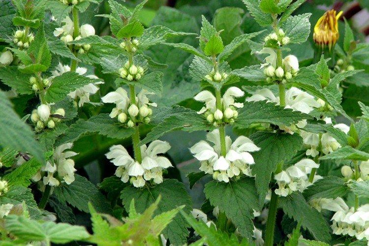 Удобрения и подкормка