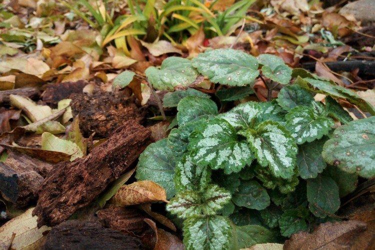 Борьба с вредителями и болезнями