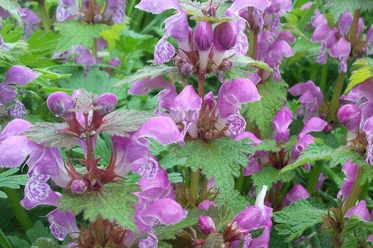 Яснотка – фото