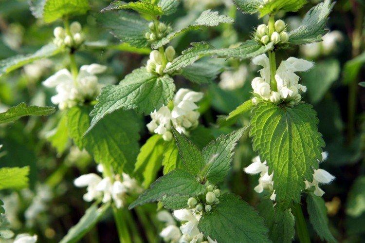 Белая яснотка