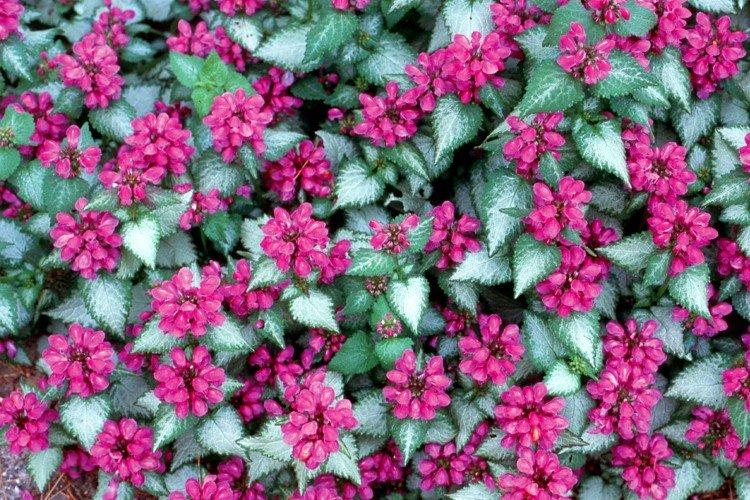 Яснотка – фото