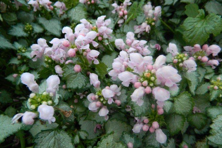 Яснотка – фото