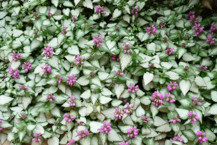 Яснотка – фото