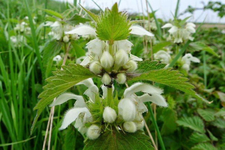 Яснотка – фото