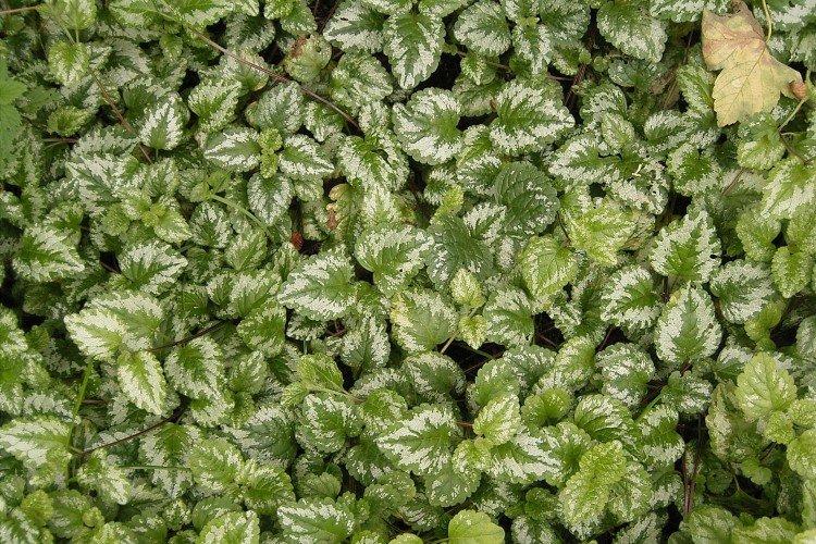 Яснотка – фото