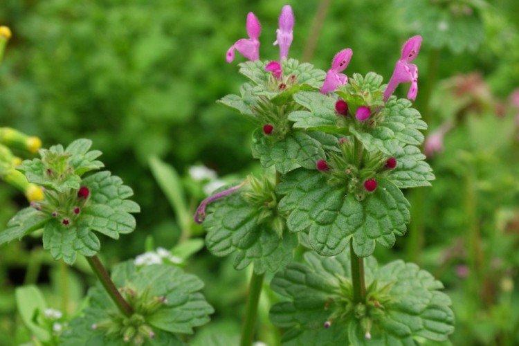 Яснотка – фото