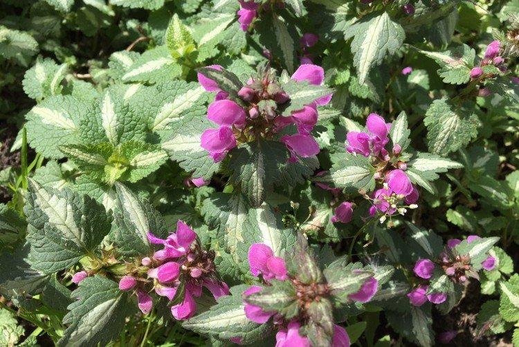 Пятнистая яснотка