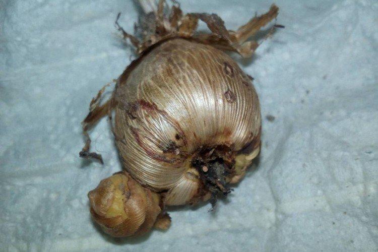 Вредители и болезни фрезии