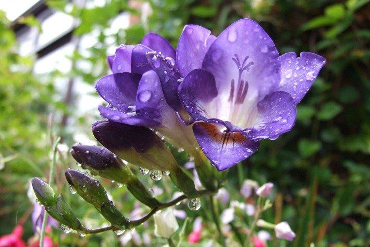 Фрезия – фото