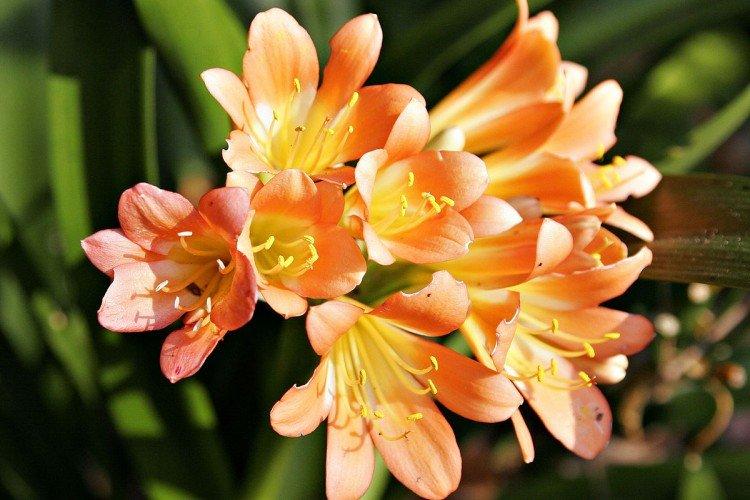 Фрезия – фото