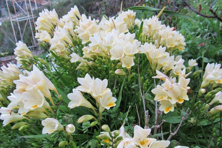 Фрезия – фото