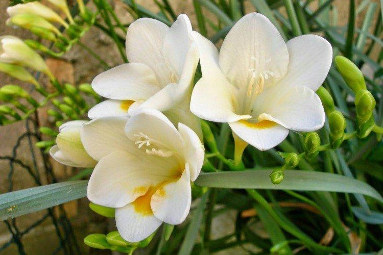 Фрезия – фото