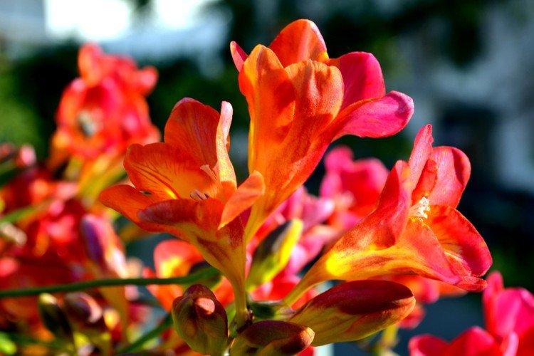 Фрезия – фото