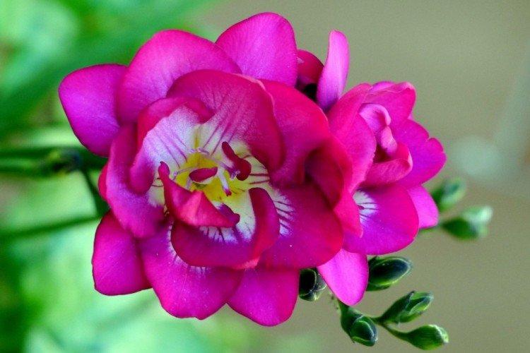 Фрезия – фото