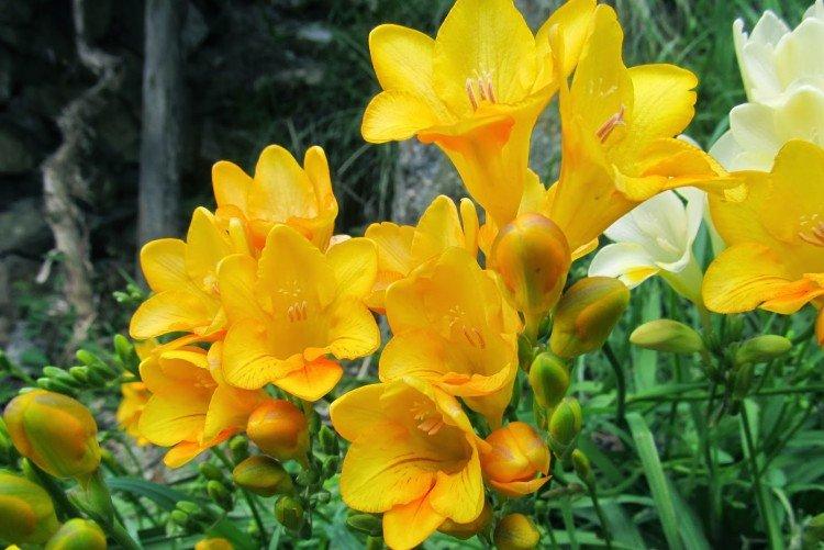 Душистая фрезия