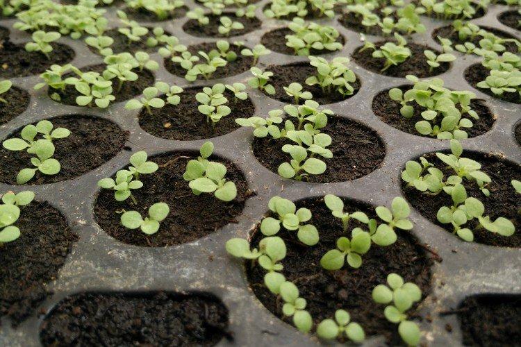 Посадка и размножение