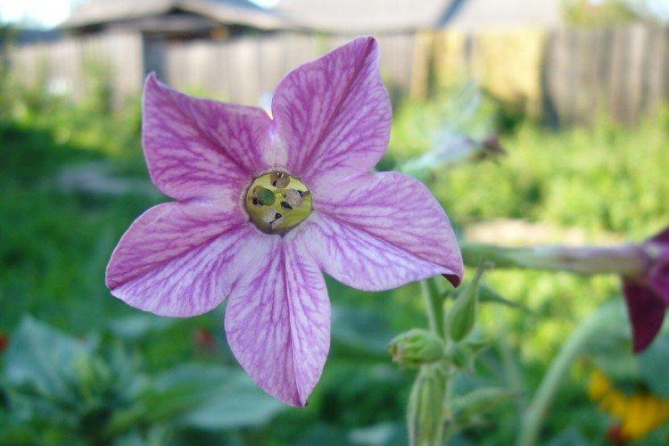 Борьба с вредителями и болезнями