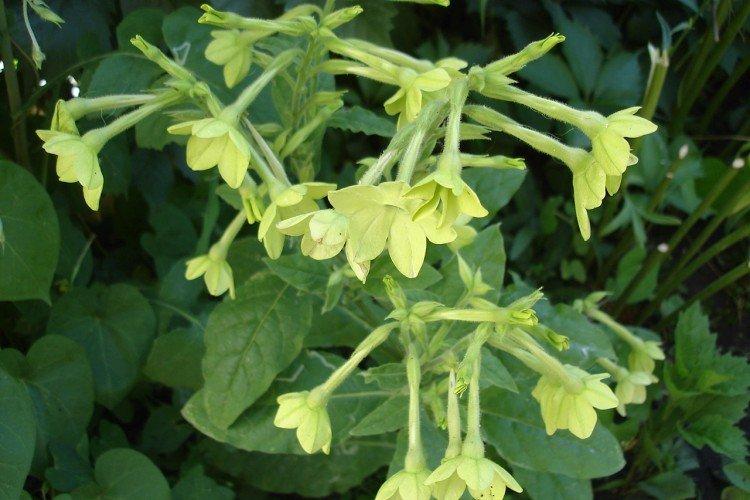 Душистый табак – фото