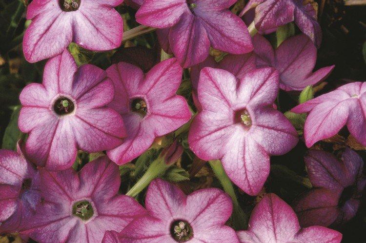 Душистый табак – фото