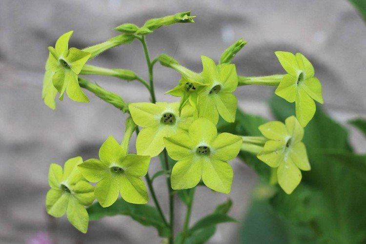 Душистый табак – фото