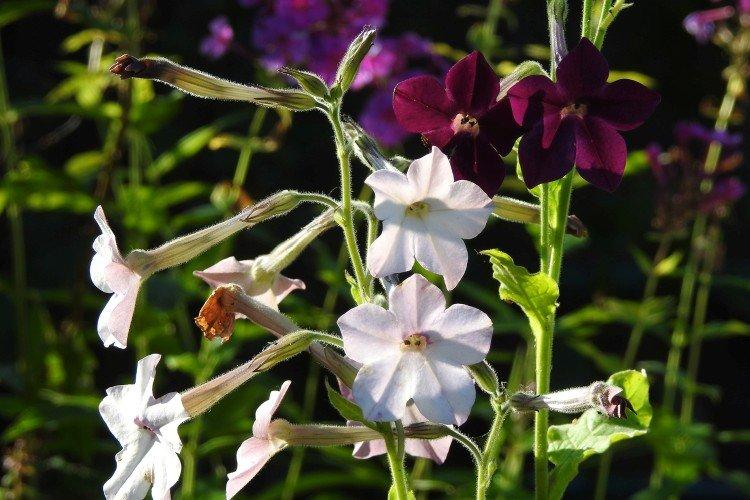 Душистый табак – фото