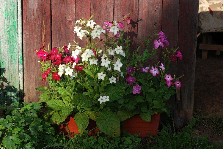 Душистый табак – фото