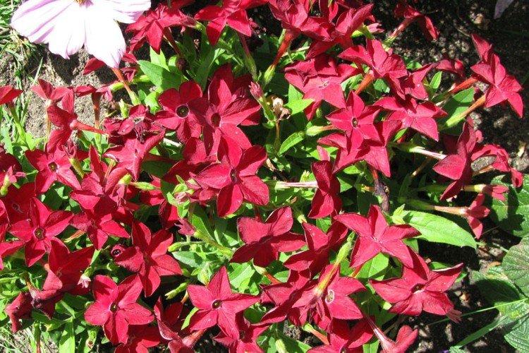 Душистый табак – фото