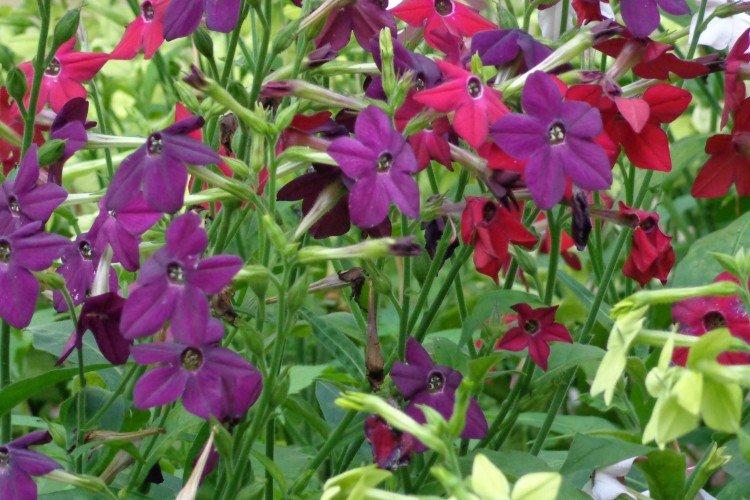 Душистый табак – фото