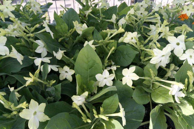 Душистый табак – фото