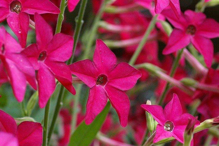 Табак Сандер