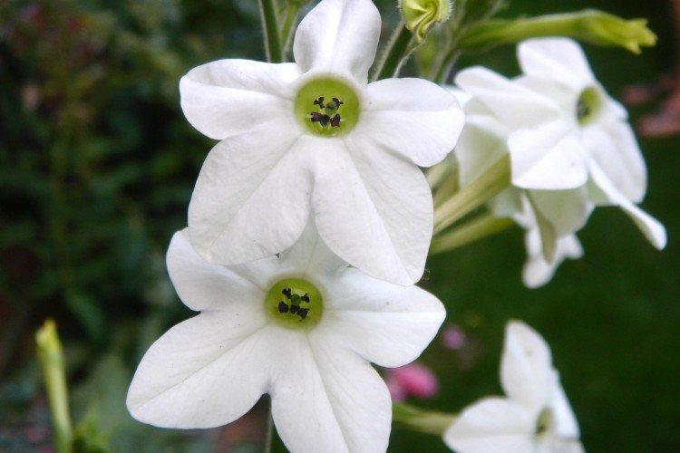 Душистый табак – фото