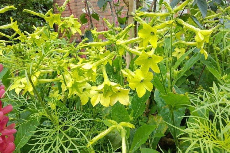 Душистый табак – фото