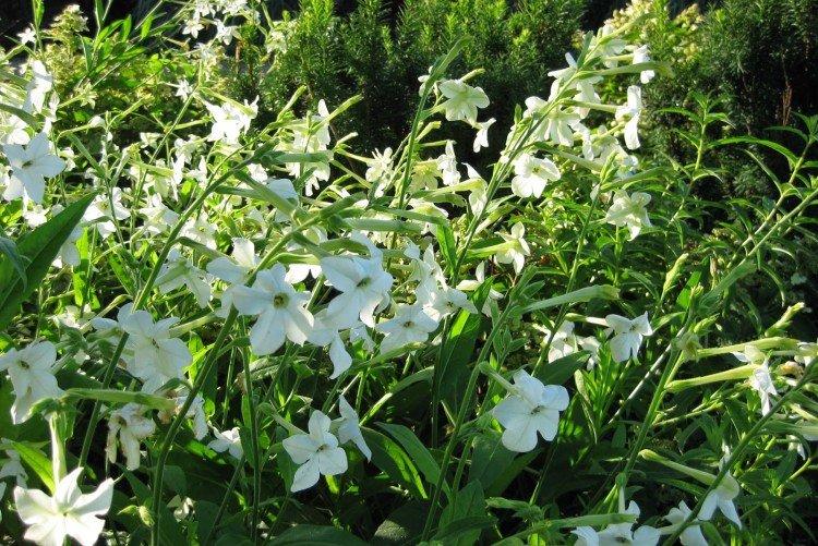 Душистый табак – фото