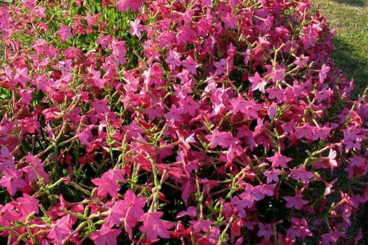 Душистый табак – фото