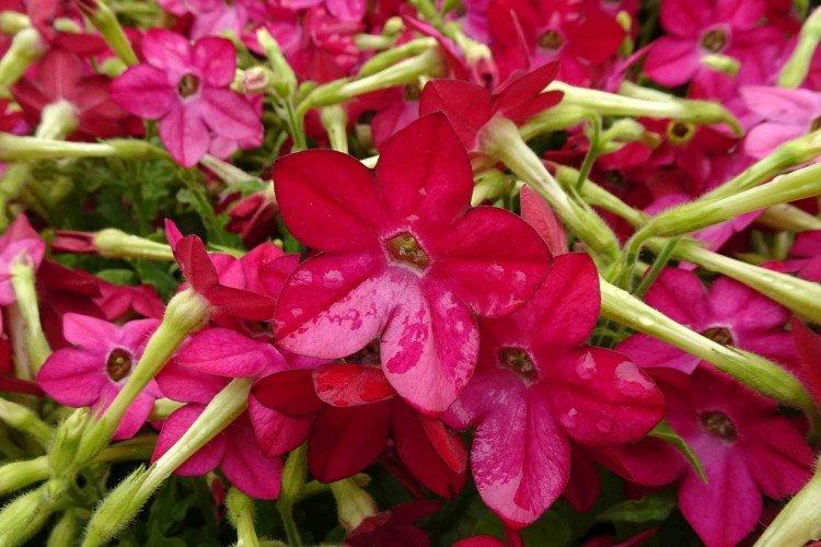 Душистый табак – фото